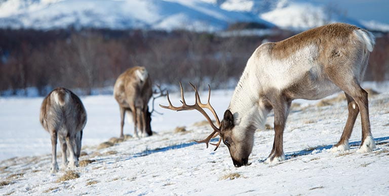 Reindeer grazing in Tromsø, Norway